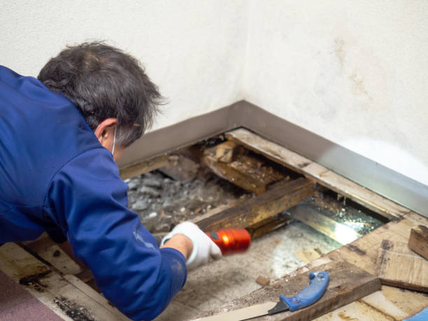 Best Attic Mold Removal  in Neillsville, WI