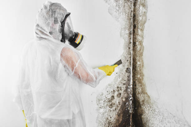 Professional Mold Removal in Neillsville, WI