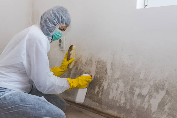 Best Mold Damage Repair  in Neillsville, WI