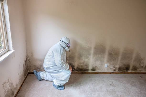 Best Toxic Mold Removal  in Neillsville, WI