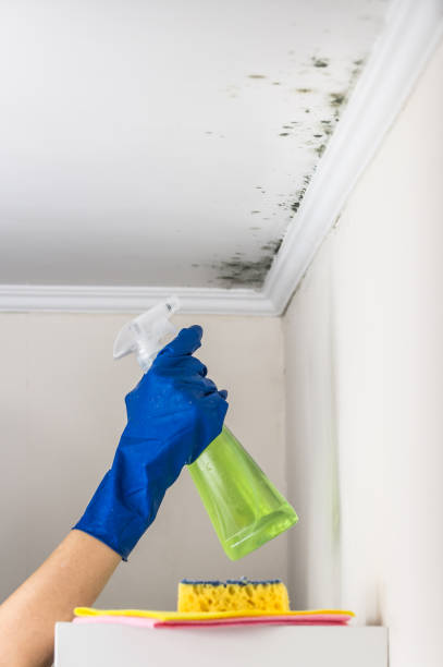 Mold Testing and Removal in Neillsville, WI